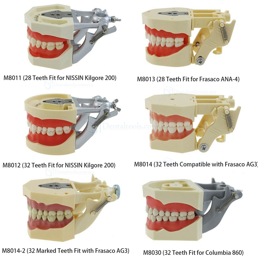28/32 Dientes Modelo de práctica dental compatible con Columbia NISSIN Kilgore Frasaco Typodont