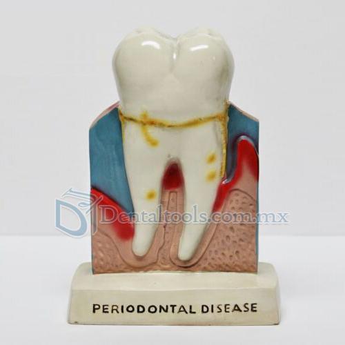Dental Oral Figura Anatomía Enseñanza Permanente de la decoración