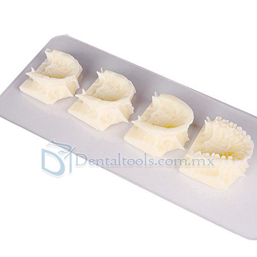 Dental maxillary grupo pantalla enseñanza cavidad Modelo