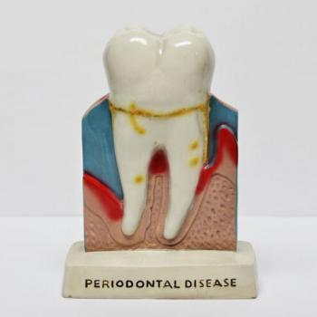 Dental Oral Figura Anatomía Enseñanza Permanente de la decoración