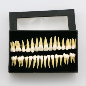 28 Pcs 1:1 Permanente completa dental modelo dientes #7008