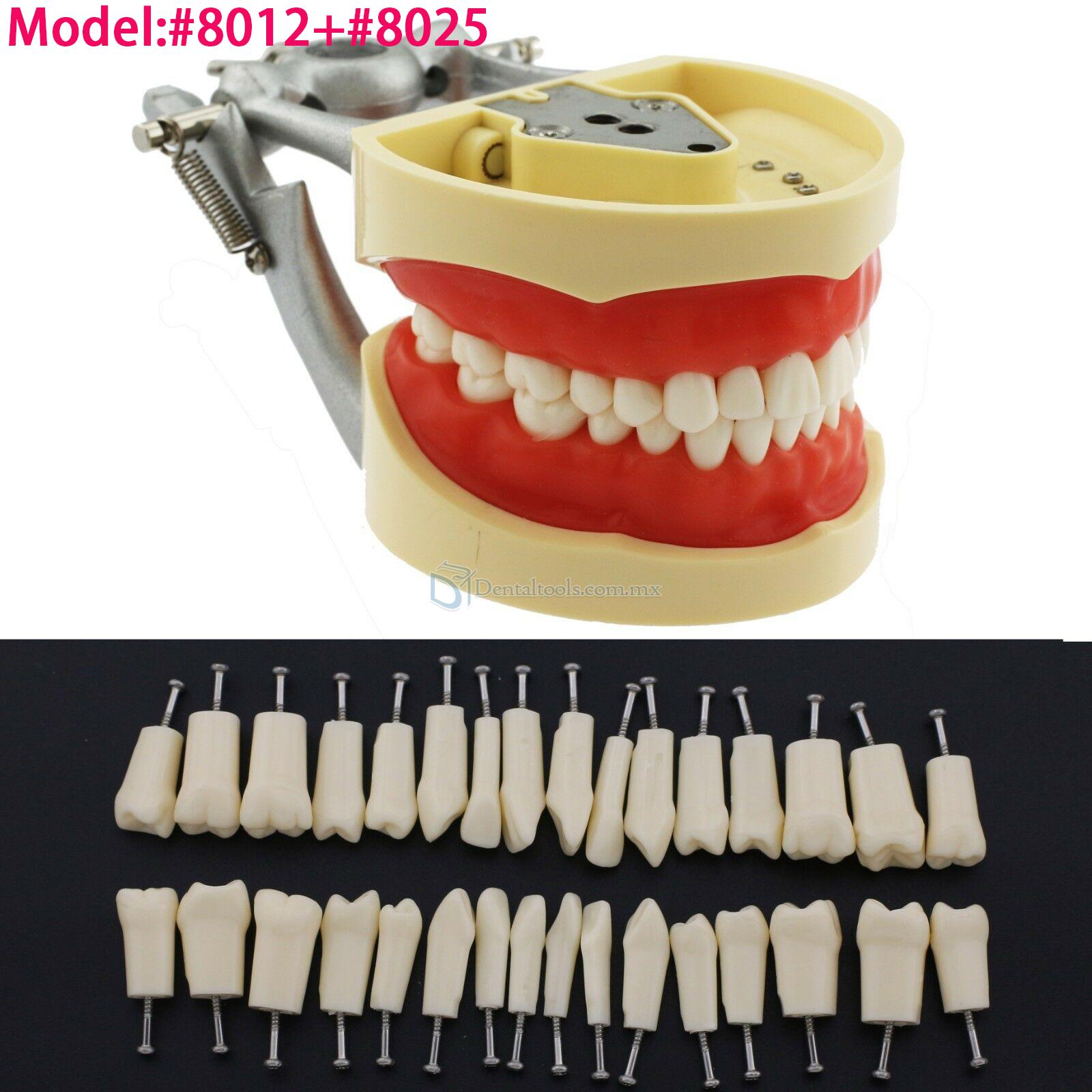 Fantoma Modelo de Práctica 32Pcs Reemplazar los Dientes compatible con Kilgore Nissin 200