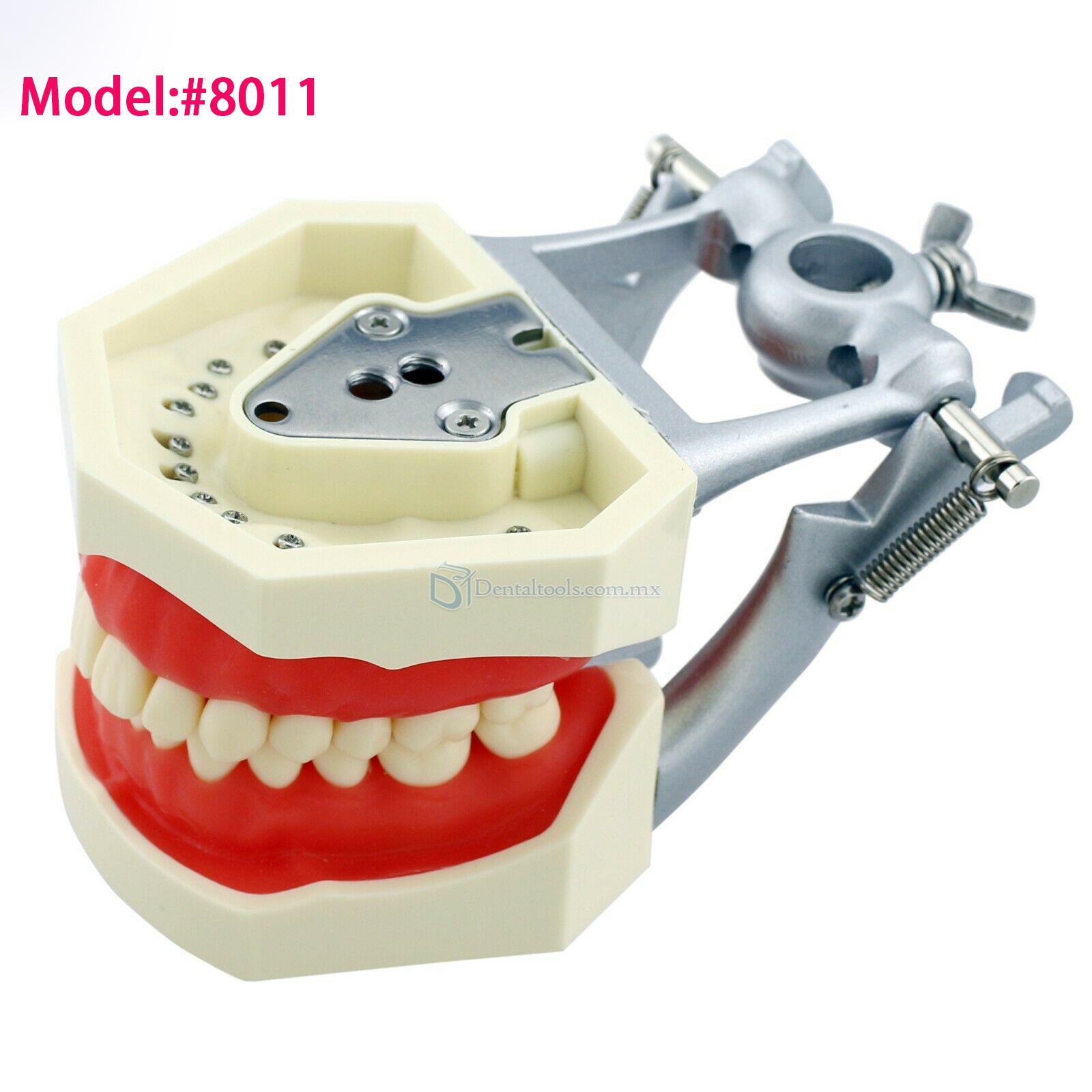 Fantoma Modelo de Práctica Compatible con Kilgore Nissin 200 28 Pcs Reemplazo de Dientes