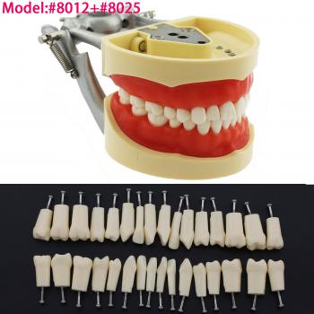 Fantoma Modelo de Práctica 32Pcs Reemplazar los Dientes compatible con Kilgore Nissin 200