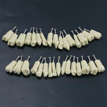 32Pcs Dientes Reposición Tipo para Fantoma dental compatible con Frasaco AG3