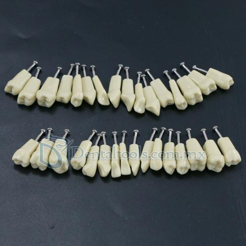 Modelo restaurador de tipodonto dental con 32 piezas de dientes removibles compatibles con Frasaco AG3