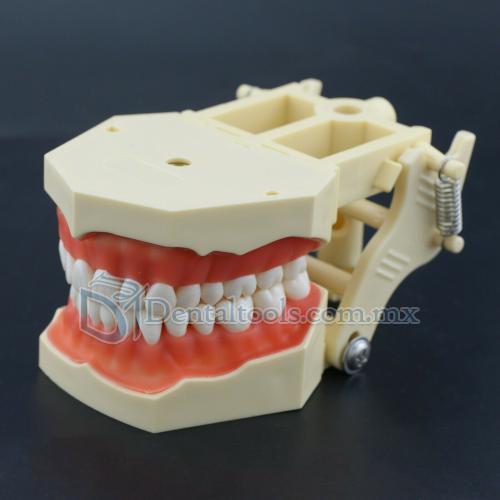 28/32 Dientes Modelo de práctica dental compatible con Columbia NISSIN Kilgore Frasaco Typodont