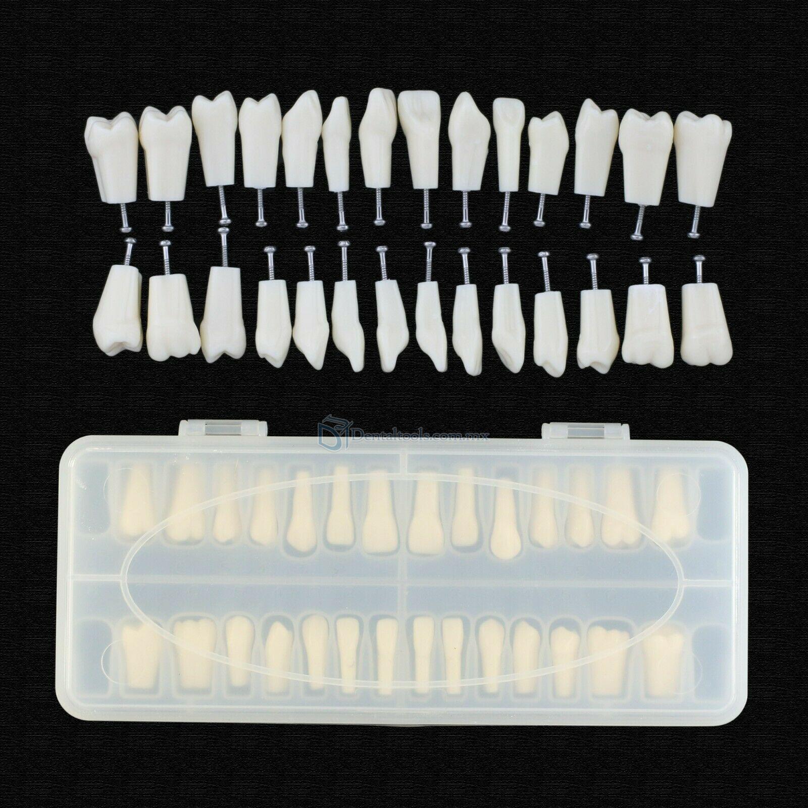 Reemplazo de dientes de tipodonto dental con tornillo Fit 28 piezas dientes Frasaco ANA-4 Typodont