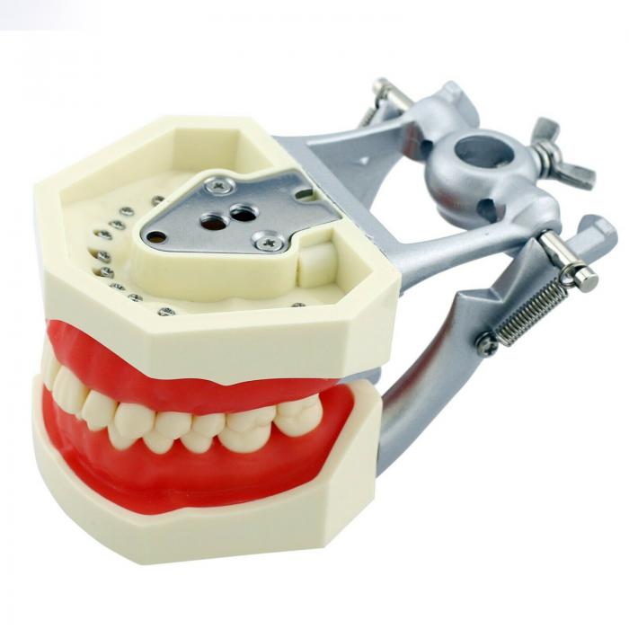 Fantoma Modelo de Práctica Compatible con Kilgore Nissin 200 28 Pcs Reemplazo de Dientes