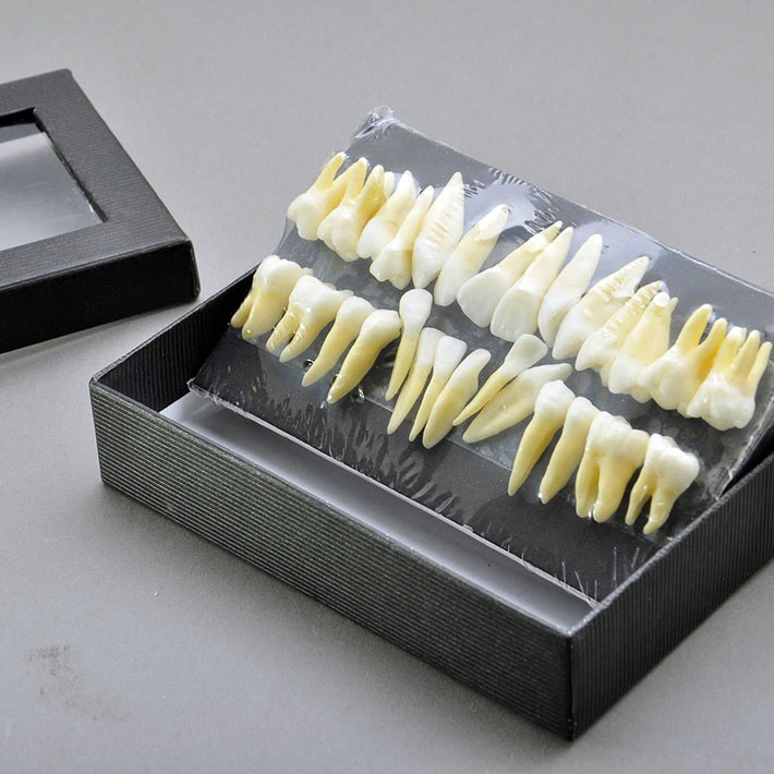 Modelo dental de dentición permanente a escala 1:1 con 28 dientes 7008
