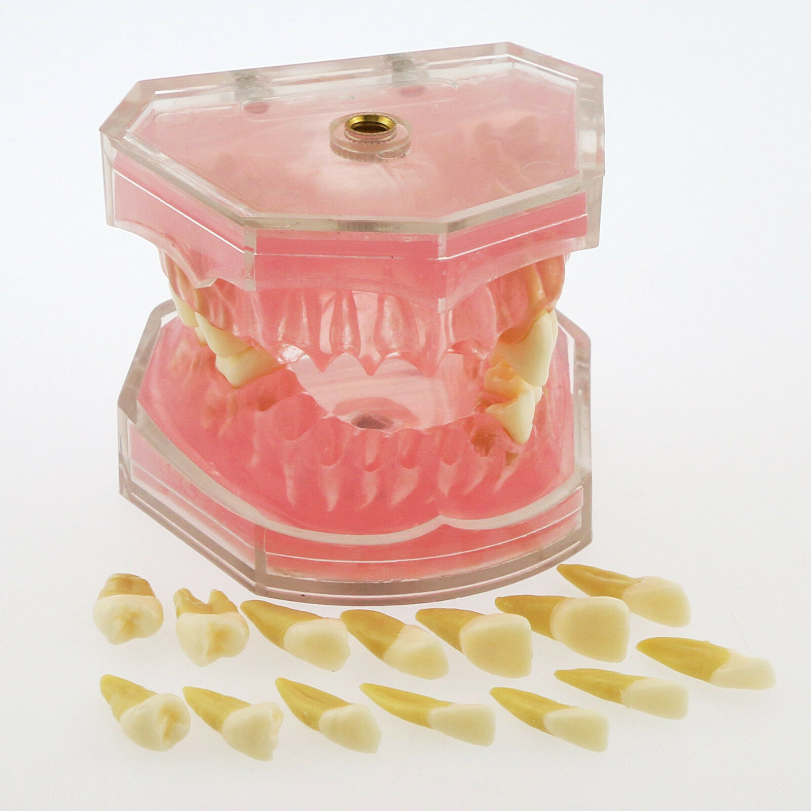 Tipodonto dental para enseñanza con 28 dientes removibles 4004