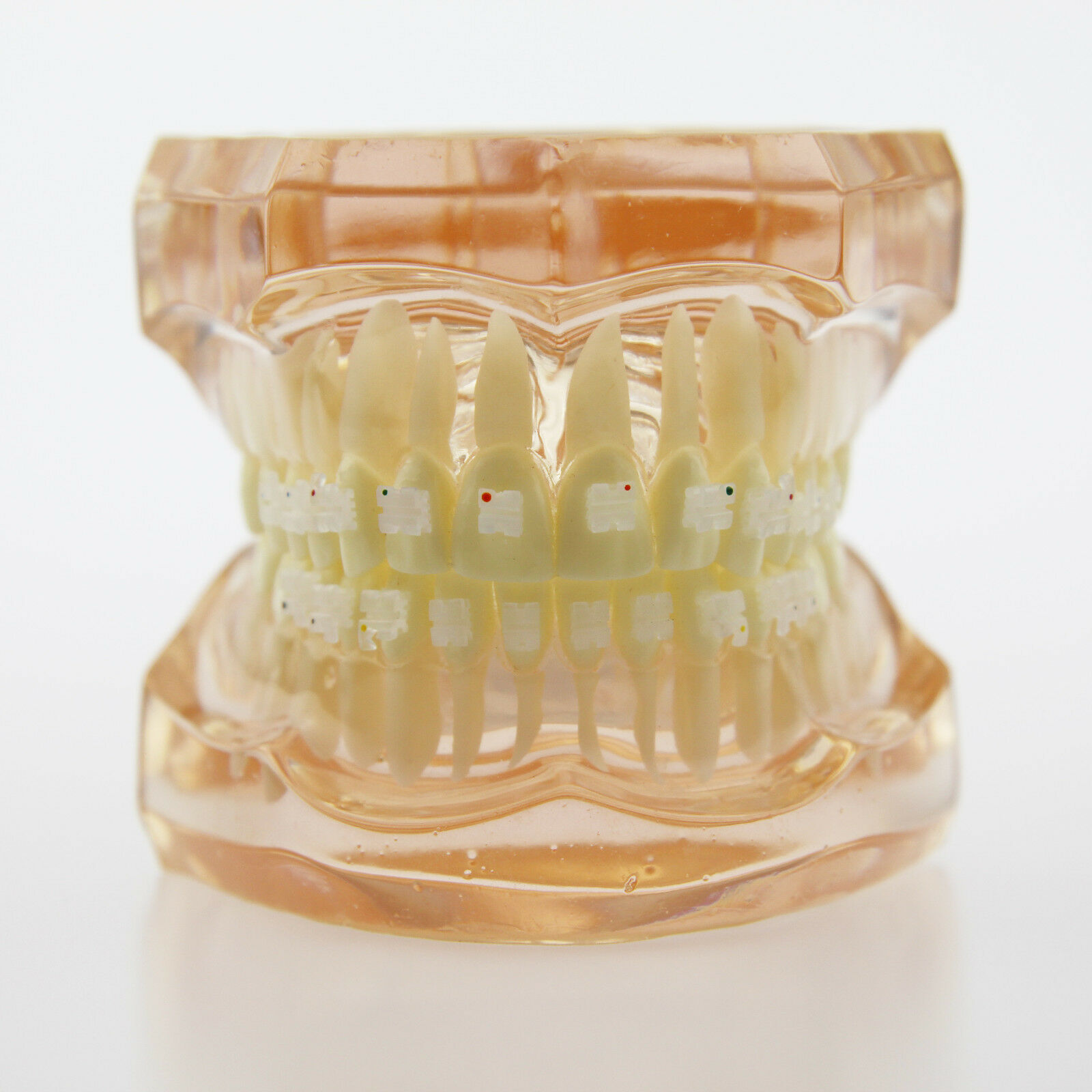 Modelo didáctico de ortodoncia con brackets cerámicos 3002
