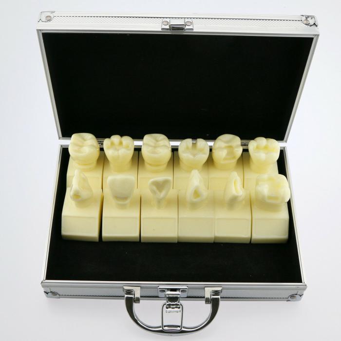 Modelo dental de preparación de cavidades ampliado 4 veces 7009-01