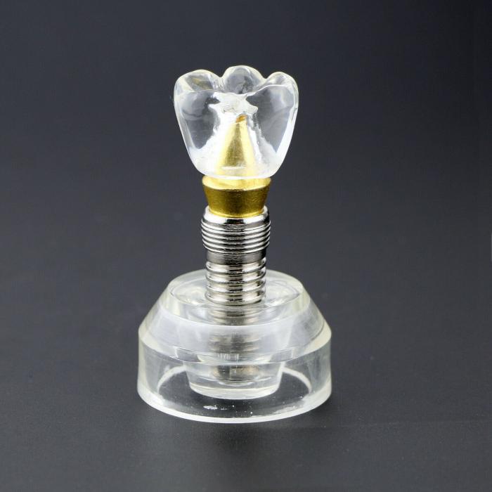 Modelo demostrativo de implante dental transparente desmontable ampliado 2.5 veces