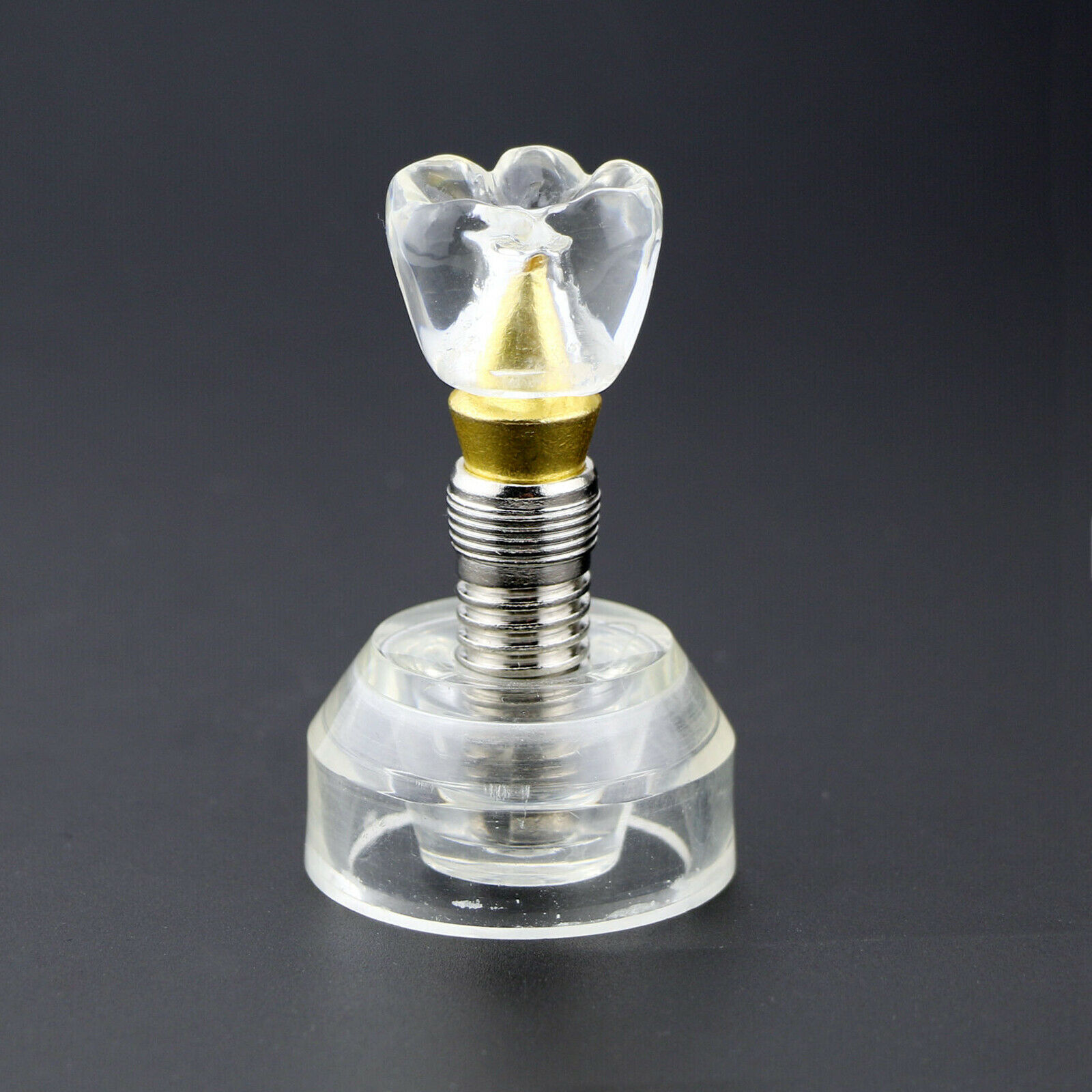 Modelo demostrativo de implante dental transparente desmontable ampliado 2.5 veces