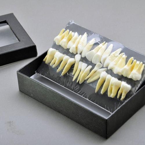 Modelo dental de dentición permanente a escala 1:1 con 28 dientes 7008