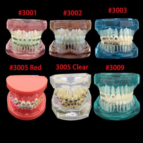 Modelo dental didáctico para demostración y práctica de ortodoncia