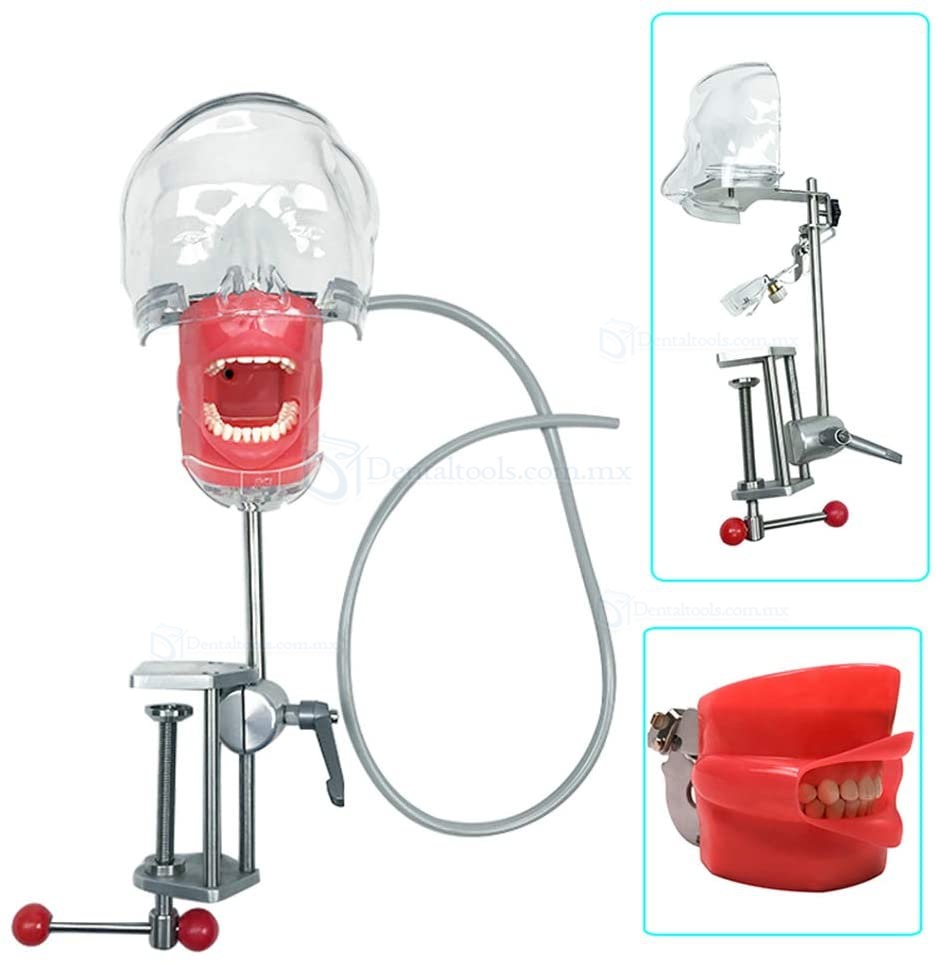 Head Model Dental Simulator Manikin Phantom Bench Mount Dental Models for Dentist Teaching 360-Degree Adjustment