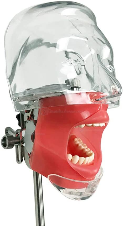 Head Model Dental Simulator Manikin Phantom Bench Mount Dental Models for Dentist Teaching 360-Degree Adjustment