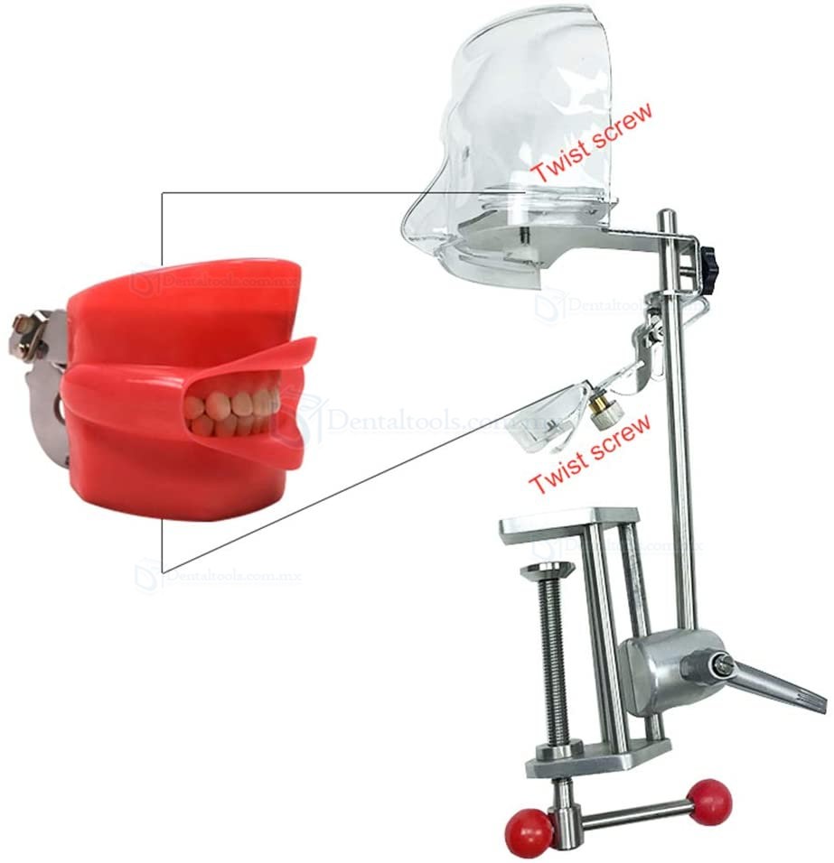 Head Model Dental Simulator Manikin Phantom Bench Mount Dental Models for Dentist Teaching 360-Degree Adjustment