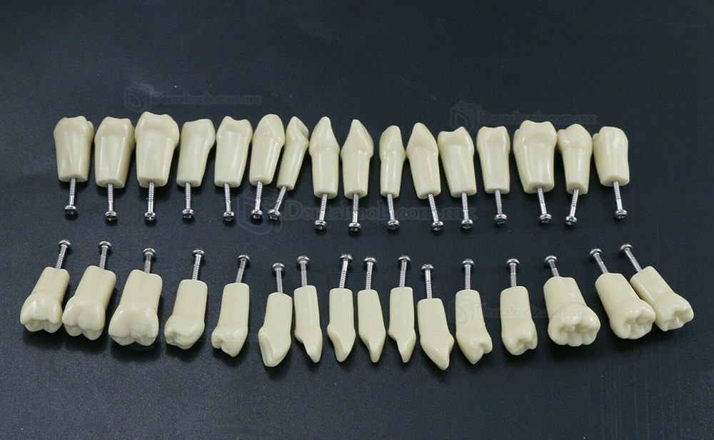 32Pcs Dientes Reposición Tipo para Fantoma dental compatible con Frasaco AG3