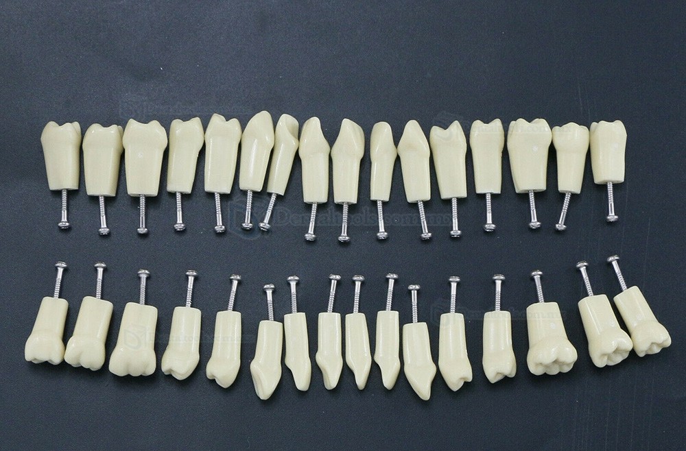 32Pcs Dientes Reposición Tipo para Fantoma dental compatible con Frasaco AG3