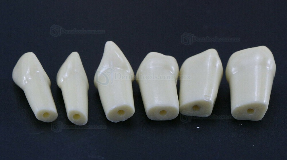 32Pcs Dientes Reposición Tipo para Fantoma dental compatible con Frasaco AG3
