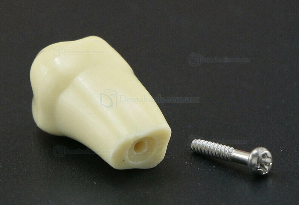 32Pcs Dientes Reposición Tipo para Fantoma dental compatible con Frasaco AG3