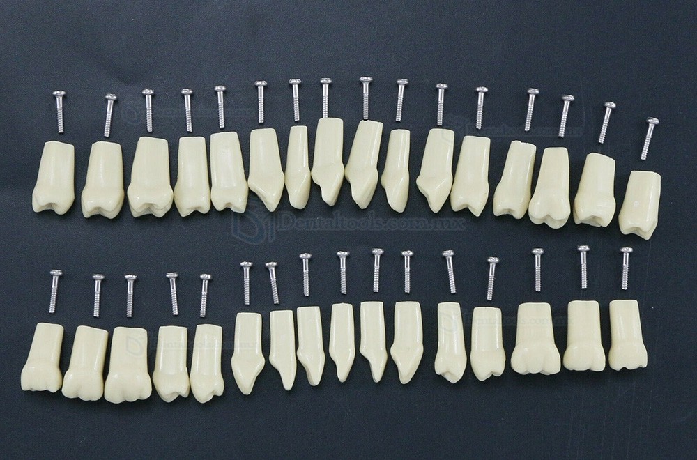 32Pcs Dientes Reposición Tipo para Fantoma dental compatible con Frasaco AG3