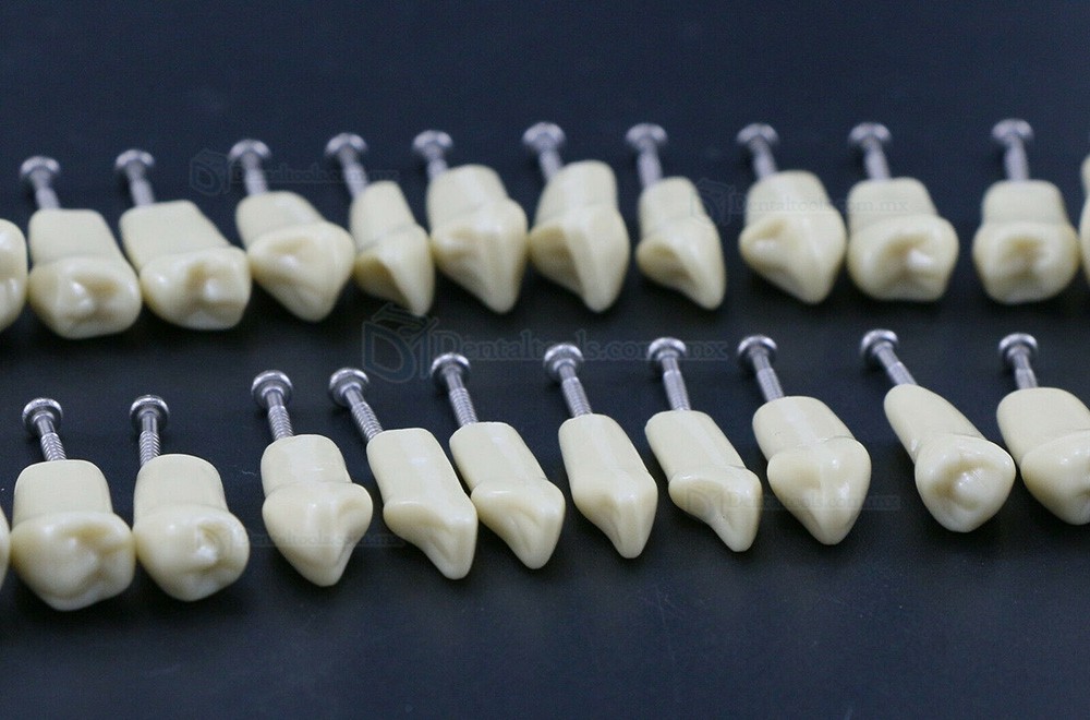 32Pcs Dientes Reposición Tipo para Fantoma dental compatible con Frasaco AG3