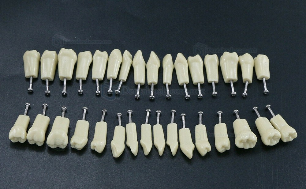 Modelo restaurador de tipodonto dental con 32 piezas de dientes removibles compatibles con Frasaco AG3