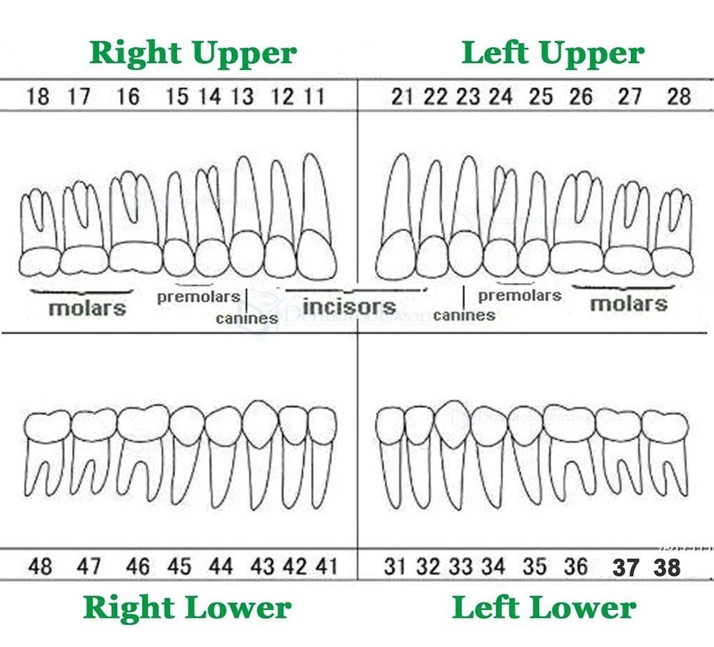 Modelo restaurador de tipodonto dental con 32 piezas de dientes removibles compatibles con Frasaco AG3