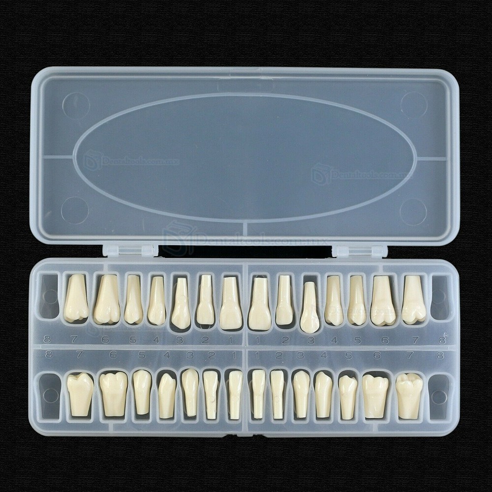 Reemplazo de dientes de tipodonto dental con tornillo Fit 28 piezas dientes Frasaco ANA-4 Typodont