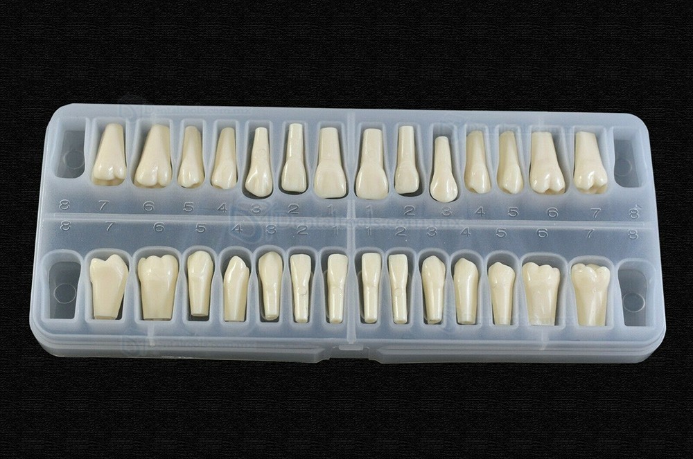 Reemplazo de dientes de tipodonto dental con tornillo Fit 28 piezas dientes Frasaco ANA-4 Typodont