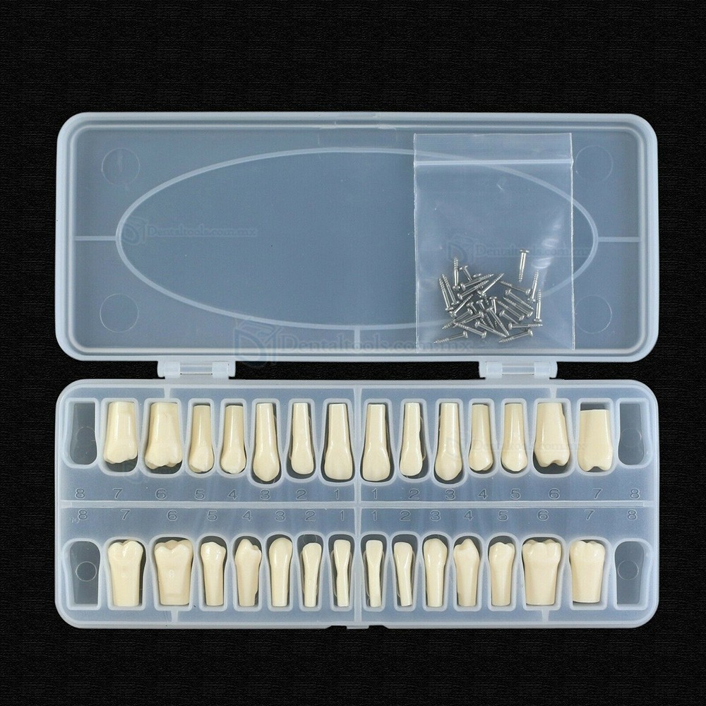 Reemplazo de dientes de tipodonto dental con tornillo Fit 28 piezas dientes Frasaco ANA-4 Typodont