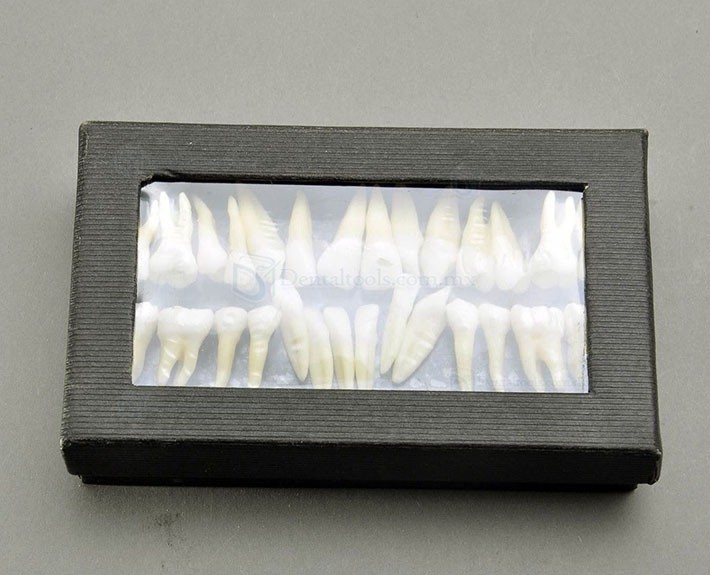 Modelo dental de dentición permanente a escala 1:1 con 28 dientes 7008 Modelo dental de dentición permanente a escala 1:1 con 28 dientes 7008