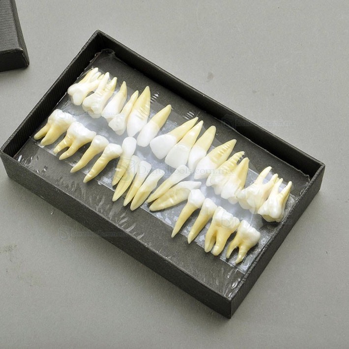 Modelo dental de dentición permanente a escala 1:1 con 28 dientes 7008 Modelo dental de dentición permanente a escala 1:1 con 28 dientes 7008