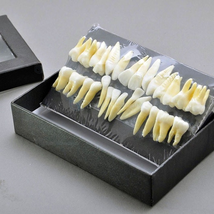 Modelo dental de dentición permanente a escala 1:1 con 28 dientes 7008 Modelo dental de dentición permanente a escala 1:1 con 28 dientes 7008
