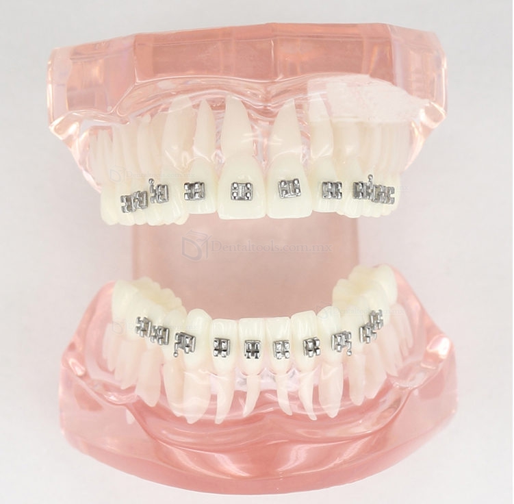 Modelo de configuración de 28 dientes y raíz del diente M-3001