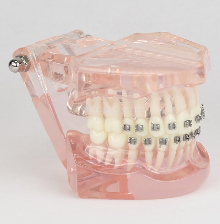 Modelo de configuración de 28 dientes y raíz del diente M-3001