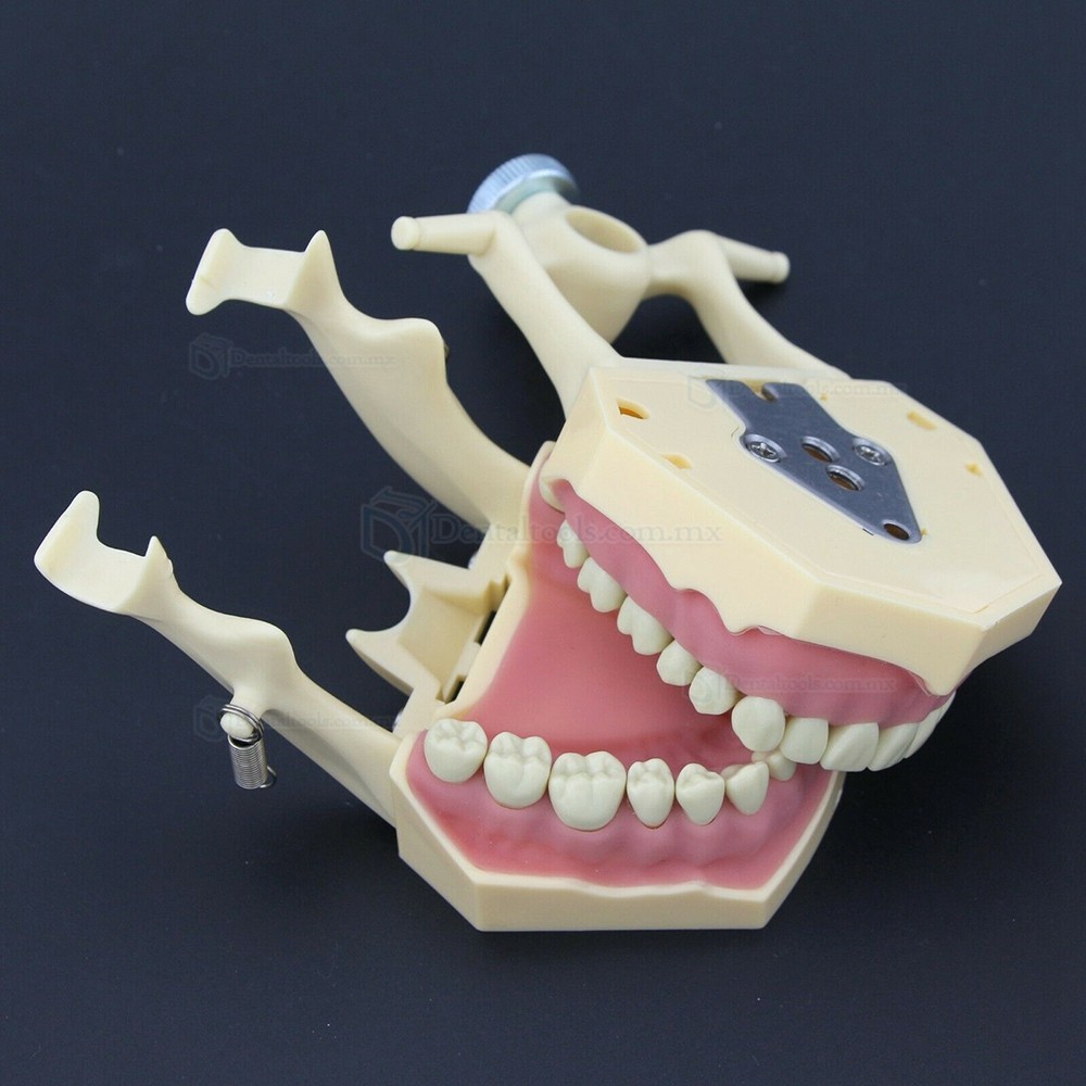 Tipodonto Con Dientes Extraíbles | Modelo Dental Encía Suave