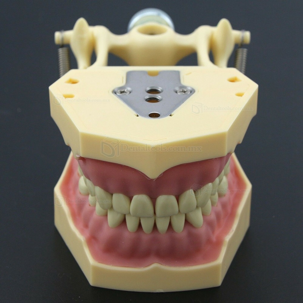 Fantoma Modelo de Práctica Dental compatible con Frasaco AG3 Typodont