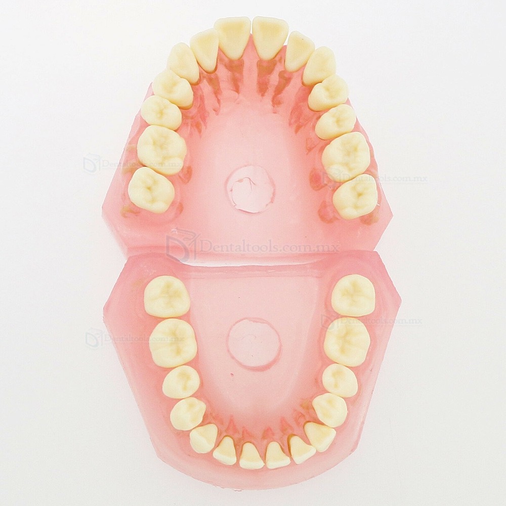 Tipodonto dental para ense&ntilde;anza con 28 dientes removibles 4004