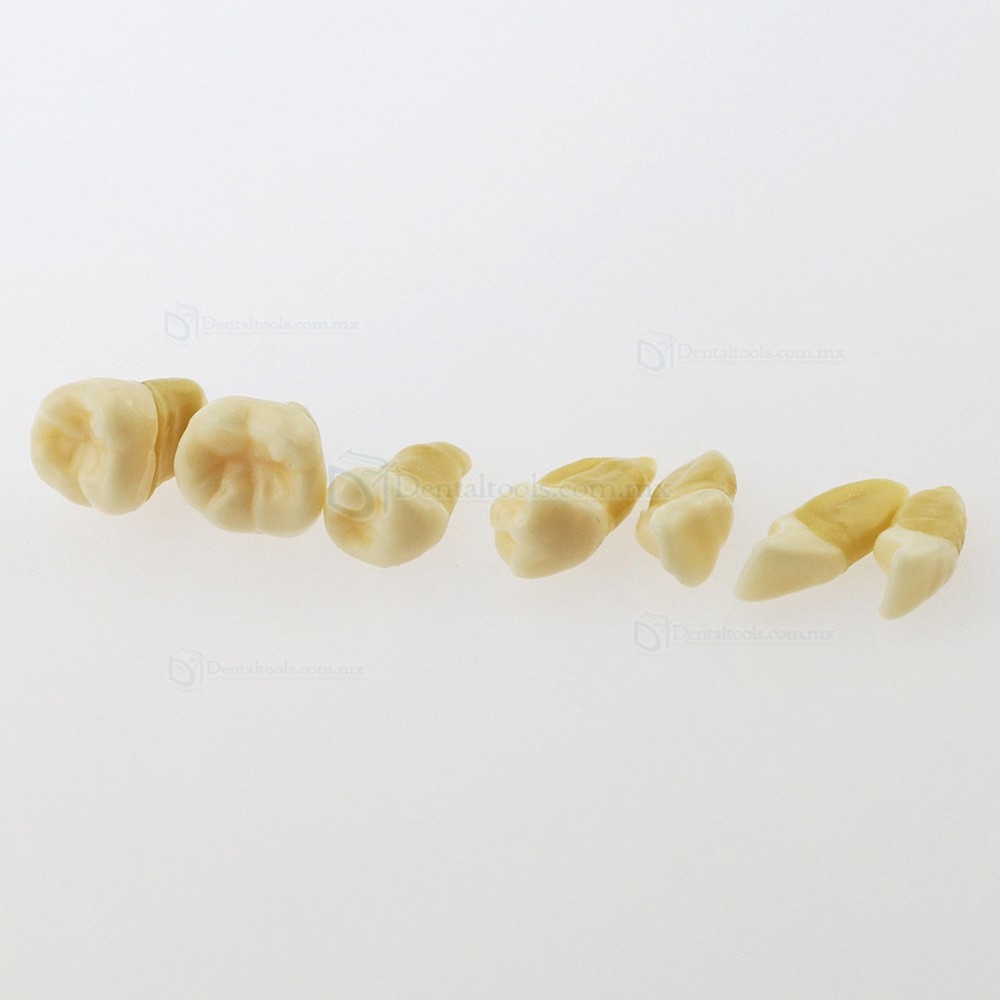 Tipodonto dental para ense&ntilde;anza con 28 dientes removibles 4004