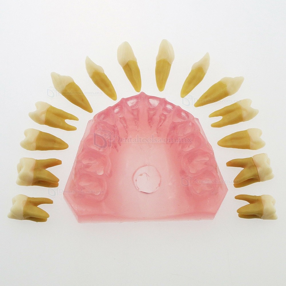 Tipodonto dental para ense&ntilde;anza con 28 dientes removibles 4004