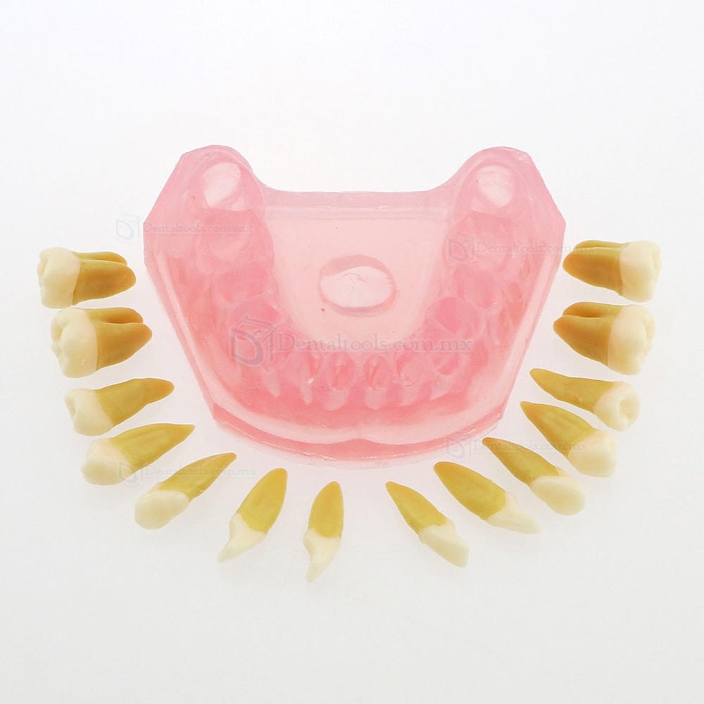 Tipodonto dental para ense&ntilde;anza con 28 dientes removibles 4004