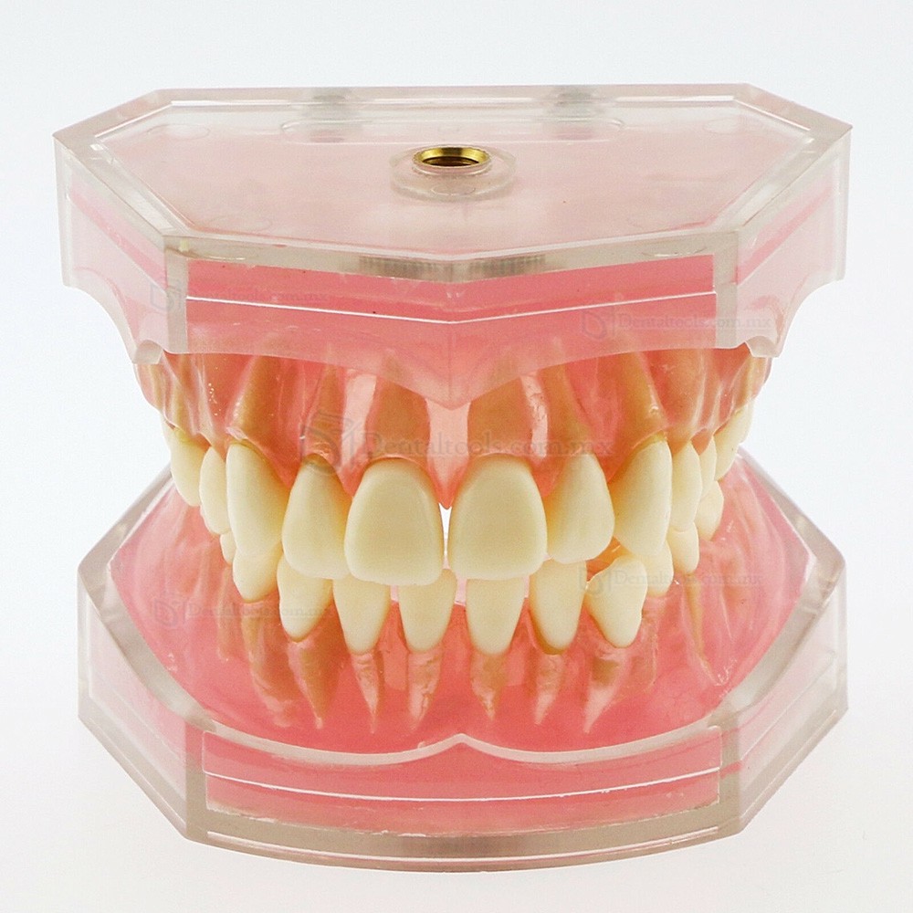 Tipodonto dental para ense&ntilde;anza con 28 dientes removibles 4004