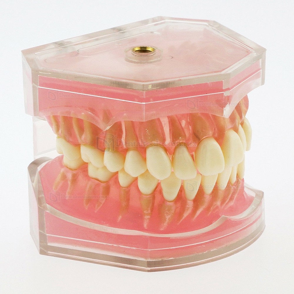 Tipodonto dental para ense&ntilde;anza con 28 dientes removibles 4004