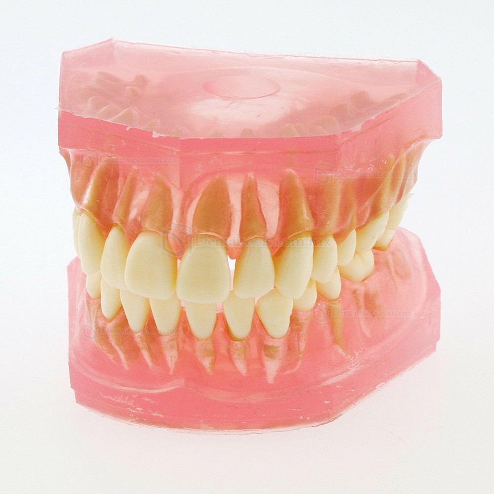 Tipodonto dental para ense&ntilde;anza con 28 dientes removibles 4004