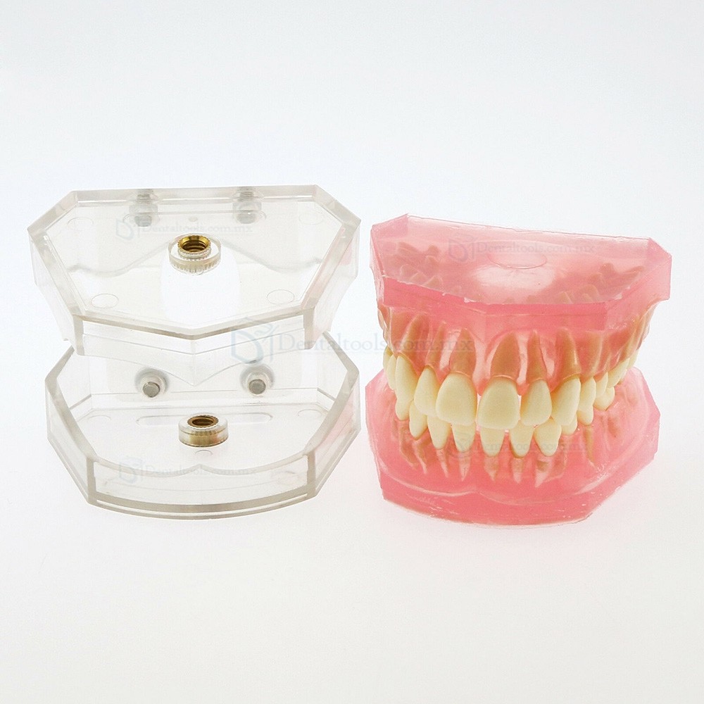 Tipodonto dental para ense&ntilde;anza con 28 dientes removibles 4004